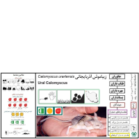 گونه همستر دم‌ دراز ایرانی  Calomyscus urartensis